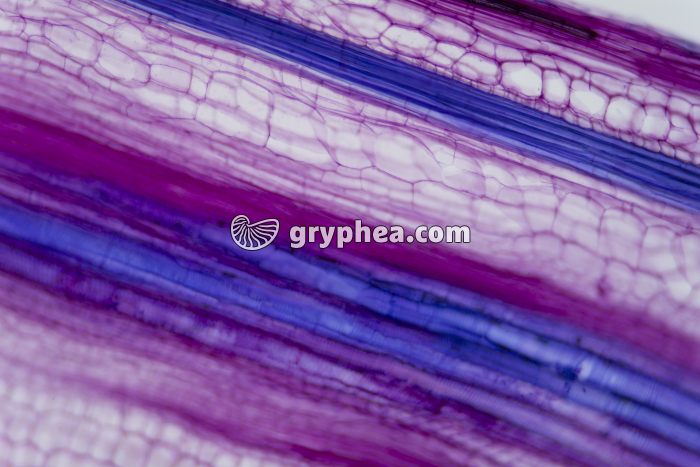 Vaisseaux du Bois Tige de Courge x25 - gryphea.com